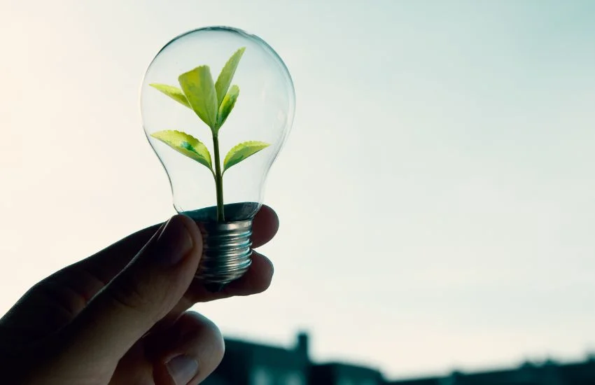Bombilla transparente con una pequeña planta verde creciendo en su interior, símbolo de sostenibilidad y de las ventajas de optar por energías renovables.